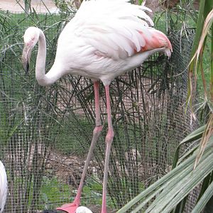 greater flamingo