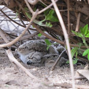 stone curlew Chicks