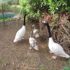 black necked swan Family