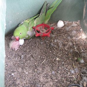 goffin cockatoo chick raised by indian rose ring parakeet