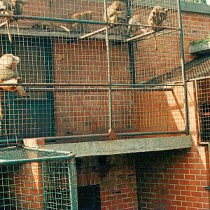 Limburgse Zoo, Genk - Baboons