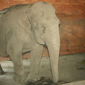 Limburgse Zoo, Genk - Asian elephant