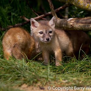 Corsac Fox cubs
