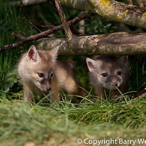Corsac Fox cubs