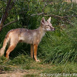 Corsac Fox