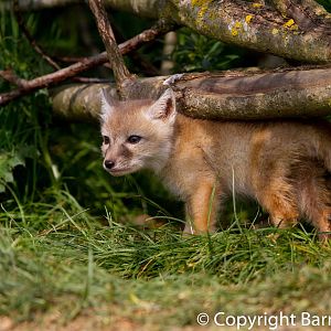 Corsac Fox cub