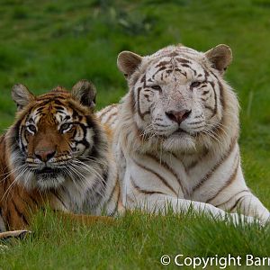 Bengal Tigers