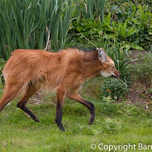 Maned Wolf