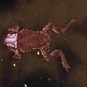 Toad (Bufo gargarizans)