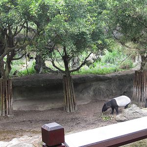Asian Rainforest - Tapir and Gibbon exhibit