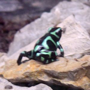 Shiny blue arrow frog (Dendrobates auratus)