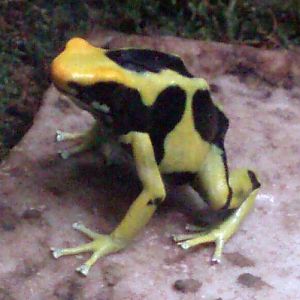 Tintoreous arrow frog (Dendrobates tinctorius)