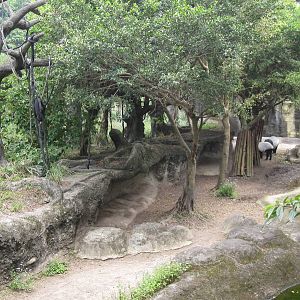 Asian Rainforest - Tapir and Gibbon exhibit
