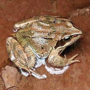 Red frog (Rana temporaria)
