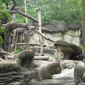 Asian Rainforest - Sun Bear exhibit