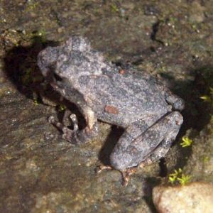 Frog (Buergeria japonicus)