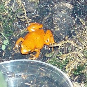 Madagascar Golden Frog (Mantella aurantiaca)