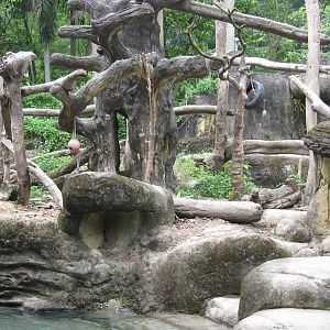 Asian Rainforest - Sun Bear exhibit
