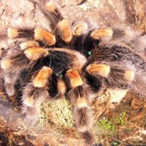 Red-knee Tarantula (Brachypelma smithi)