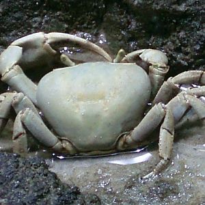 Manglar crab (Cardisoma guanhumi)