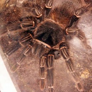 Brown tarantula (Lasiodora parahybana)