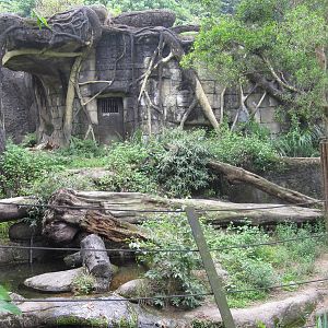 Asian Rainforest - Tiger exhibit