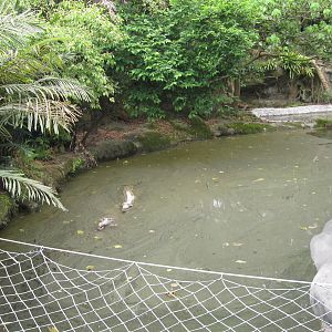 Asian Rainforest - Tomistoma exhibit