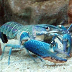 Blue Crayfish (Cherax quadricarinatus)