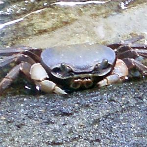 Manglar Crab (Gecarcinus lateralis)