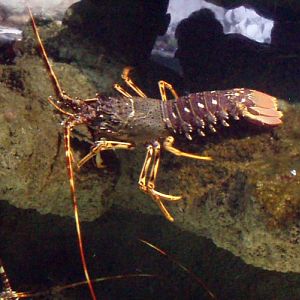 Mediterranean Lobster (Palinurus elephas)
