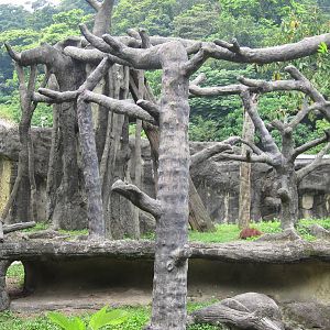 Asian Rainforest - Orang Utan exhibit