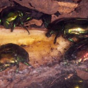 Golden Chafer (Cetonischema aeruginosa)