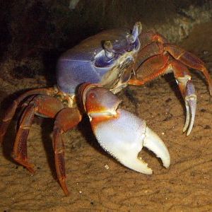 Freshwater Crab (Potamon anomalus)