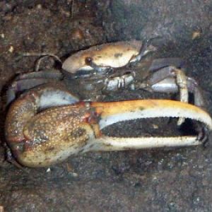 Crab (Uca tangeri)