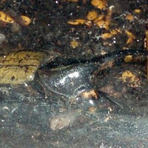 Hercules Beetle (Dynastes hercules)