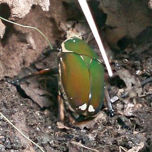 Chafer (Mecynorhina torquata)