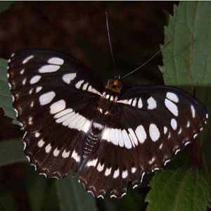 Common Sergeant (Athyma perius)