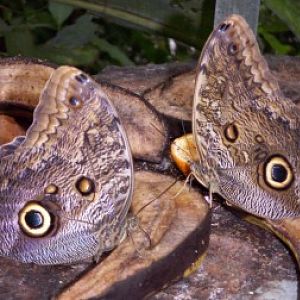 Owl butterflies (Caligo eurilochus)