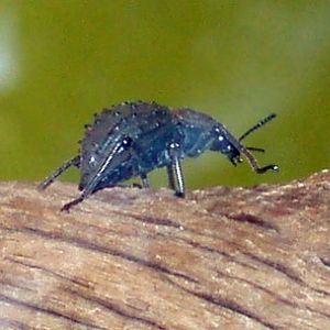 Frigate Island giant darkling beetle (Polposipus herculeanus)