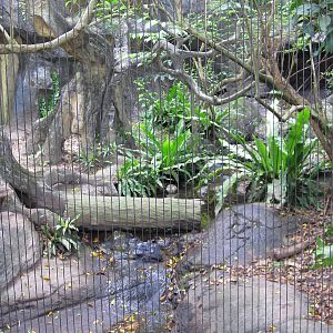 Asian Rainforest - Crab-eating Mongoose exhibit