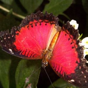 Red Lacewing (Cethosia biblis)