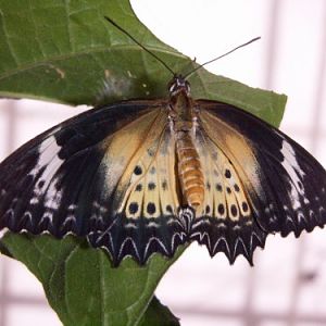 Orange Lacewing (Cethosia penthesilea)