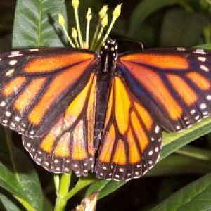 Monarch Butterfly (Danaus plexippus)