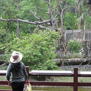 Asian Rainforest - Siamang exhibit