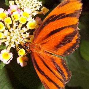 Banded Orange Tiger (Dryadula phaetusa)