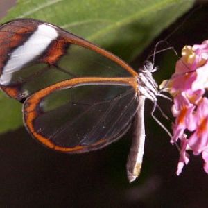 Glasswing Butterfly (Greta oto)