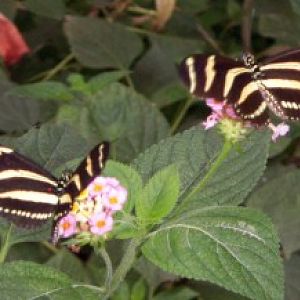 Zebra Butterfly (Heliconius charithonius)