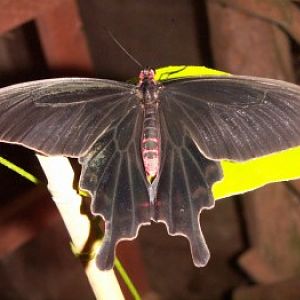 Common Rose (Atrophaneura aristolochiae)