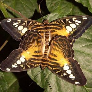 Clipper (Parthenos sylvia)