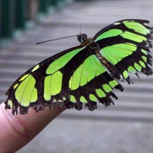 Malachite (Siproeta sp)